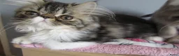 Persian cats for sale: Lovely Persian Female Kitten - Advert 5