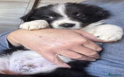 Border Collie dogs for sale: Stunning Border Collie Puppies- merle, b&w - Image 9