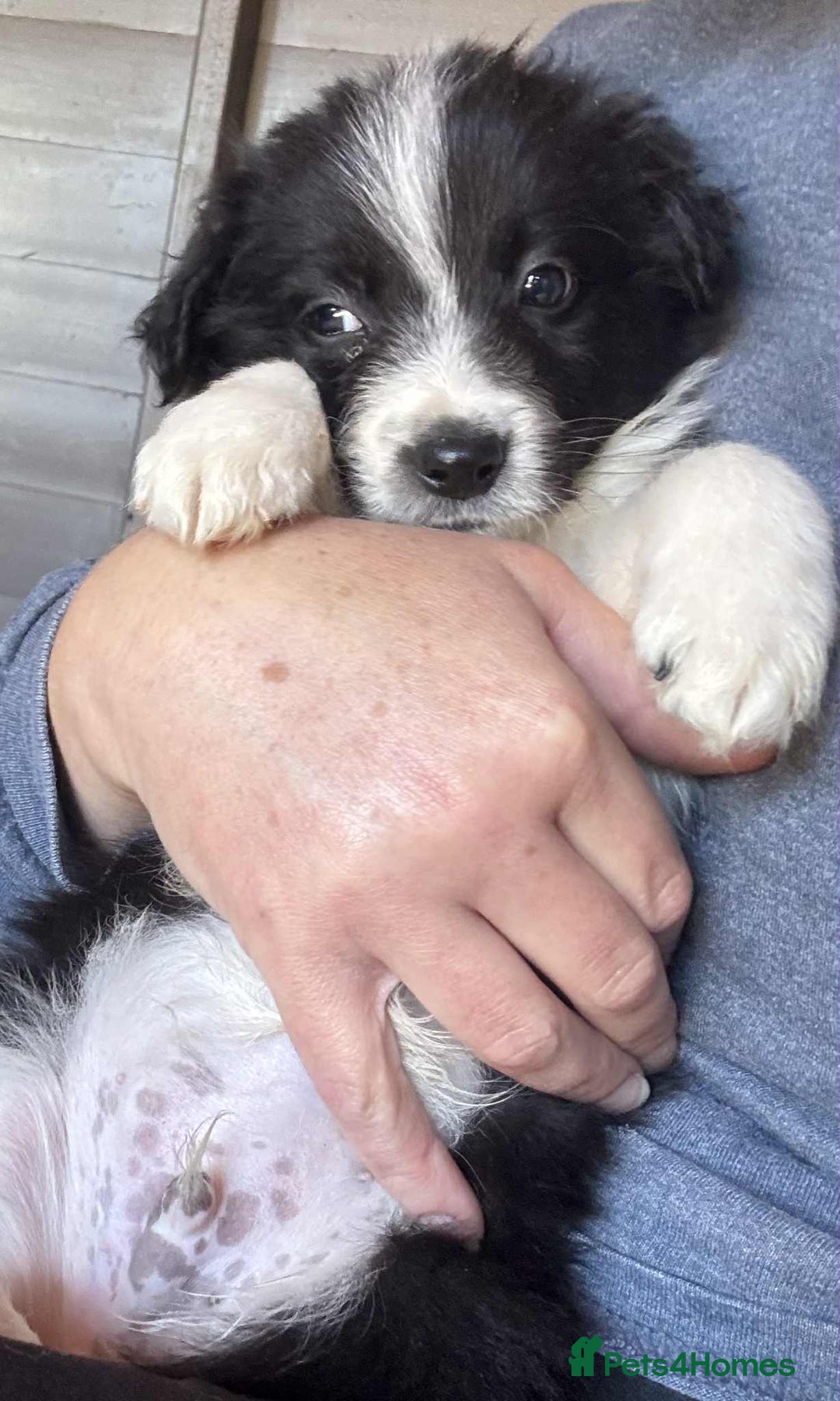 Border Collie dogs for sale: Stunning Border Collie Puppies- merle, b&w - Image 9