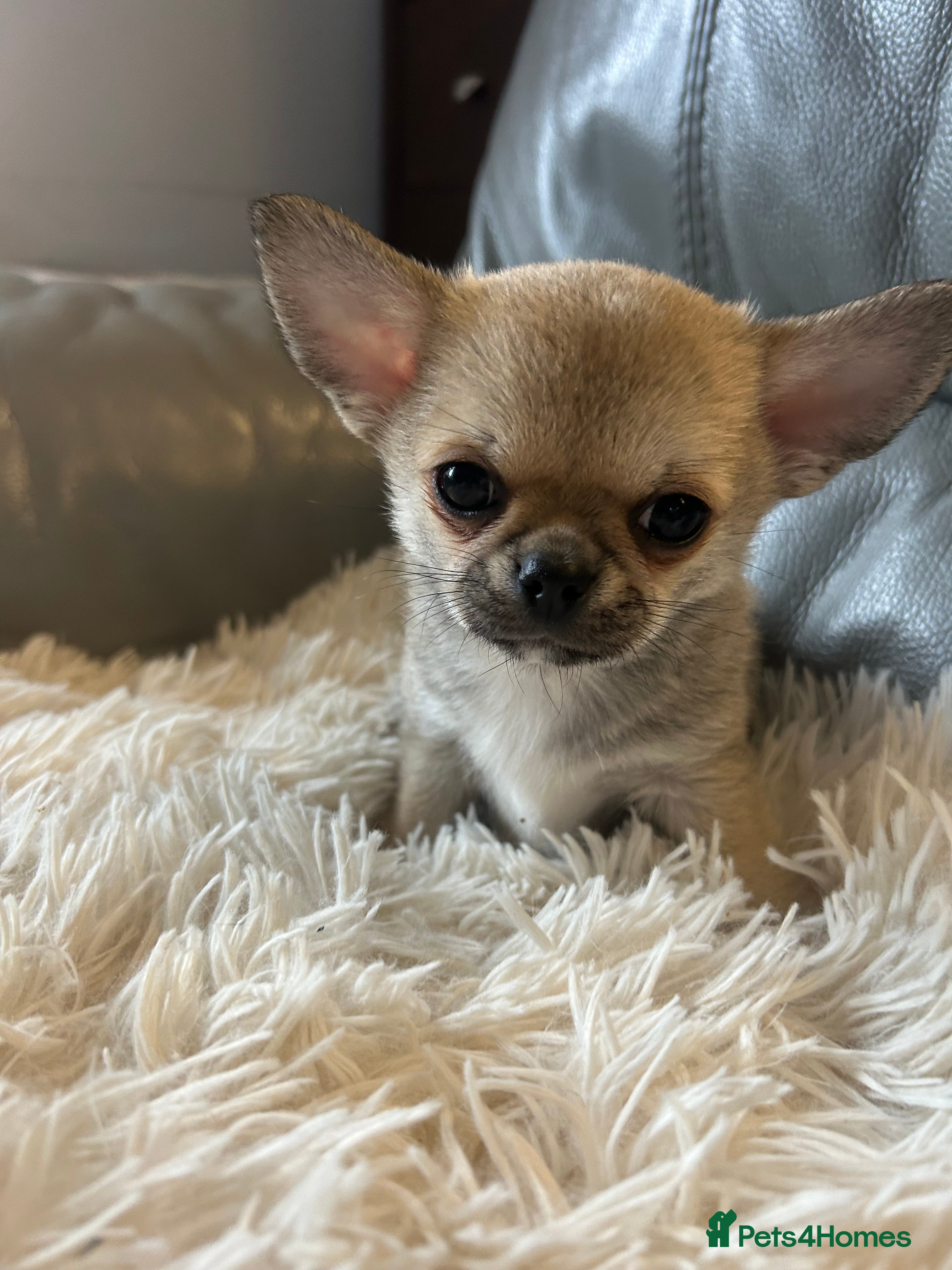 Chihuahua dogs READY NOW - Scotty needs a new lap!Chihuahua puppy - Advert 6