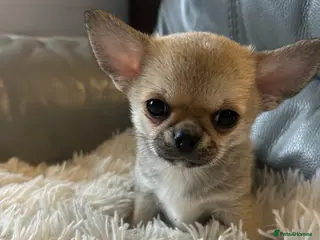 Chihuahua dogs READY NOW - Scotty needs a new lap!Chihuahua puppy - Advert 6