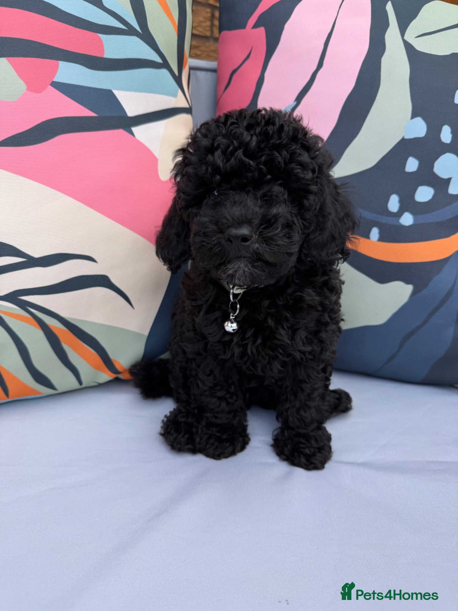 Cockapoo dogs LAST GIRL-DNA Clear-health tested- price drop🐶 - Advert 1