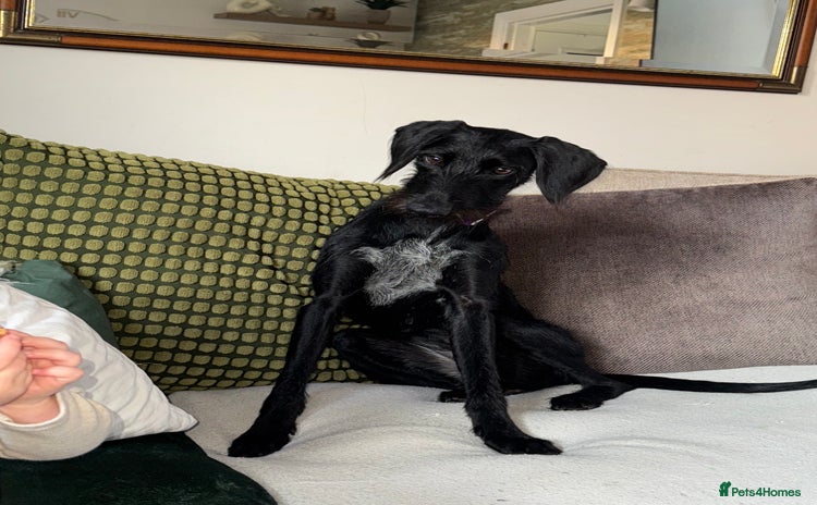 Mixed Breed dogs - Advert 2