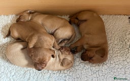 Labrador Retriever dogs for sale: Beautiful KC Reg Yellow/Fox Red Labrador puppies - Image 5