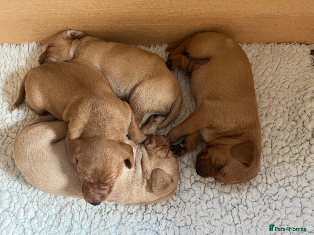 Labrador Retriever dogs for sale: Beautiful KC Reg Yellow/Fox Red Labrador puppies - Image 5