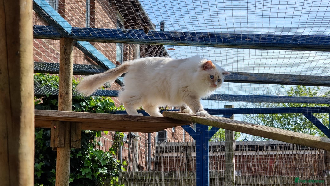 Ragdoll cats for sale: GCCF REGISTERED RAGDOLL ADULTS - Advert 9