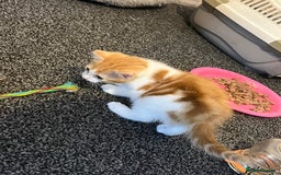 Domestic Shorthair cats for sale: Beautiful litter of 5 kittens  - Image 5