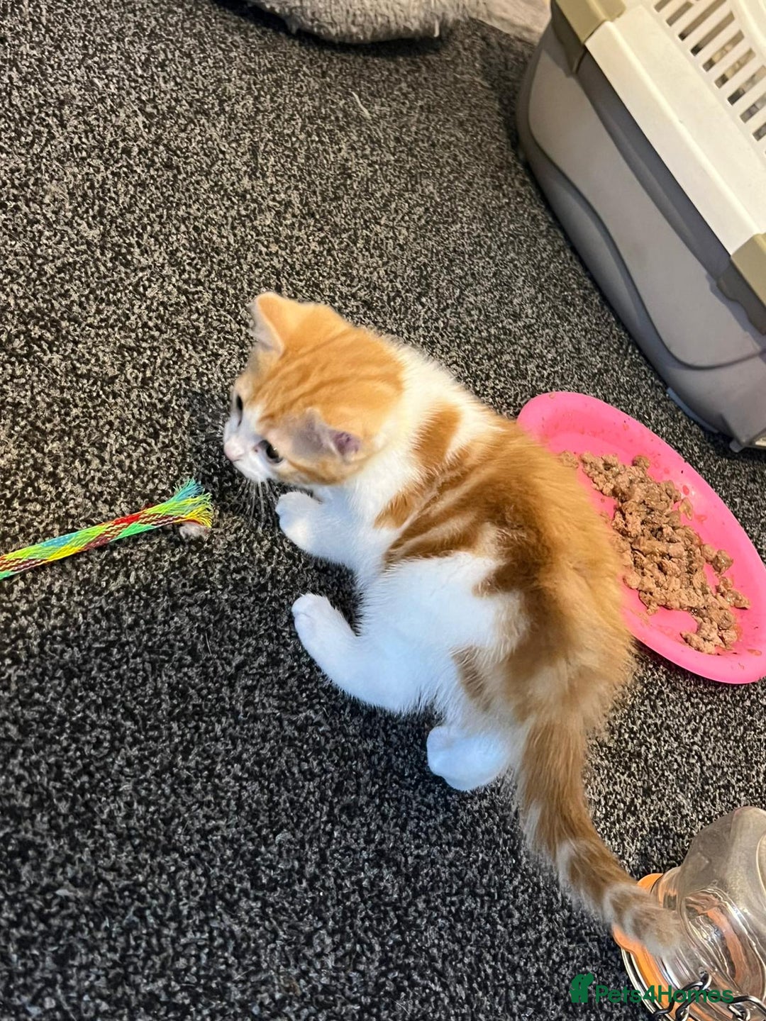 Domestic Shorthair cats for sale: Beautiful litter of 5 kittens  - Image 5