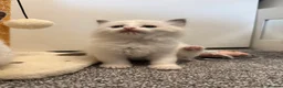 Ragdoll cats for sale: LAST 2 GCCF/ TICA RAGDOLLS LEFT  - Advert 10