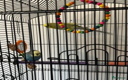 Budgerigars birds for sale: 2 male budgies - Image 1