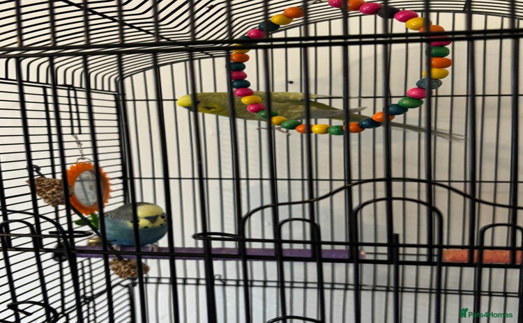 Budgerigars birds - Advert 9