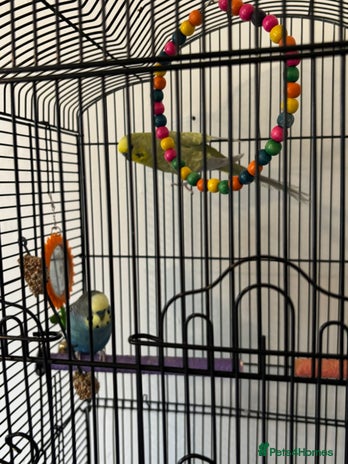 Budgerigars birds - Advert 3