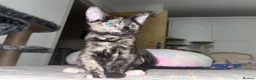 Mixed Breed cats for sale: 5 lovely kittens 🐾 - Advert 18
