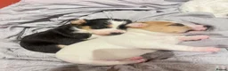 Jack Russell dogs for sale: Jack Russell  - Advert 9