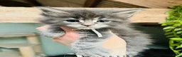 Maine Coon cats for sale: Stunning pedigree Maine coon kittens TICA  - Advert 13