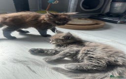 Maine Coon cats for sale: Maincoon kittens  - Image 6