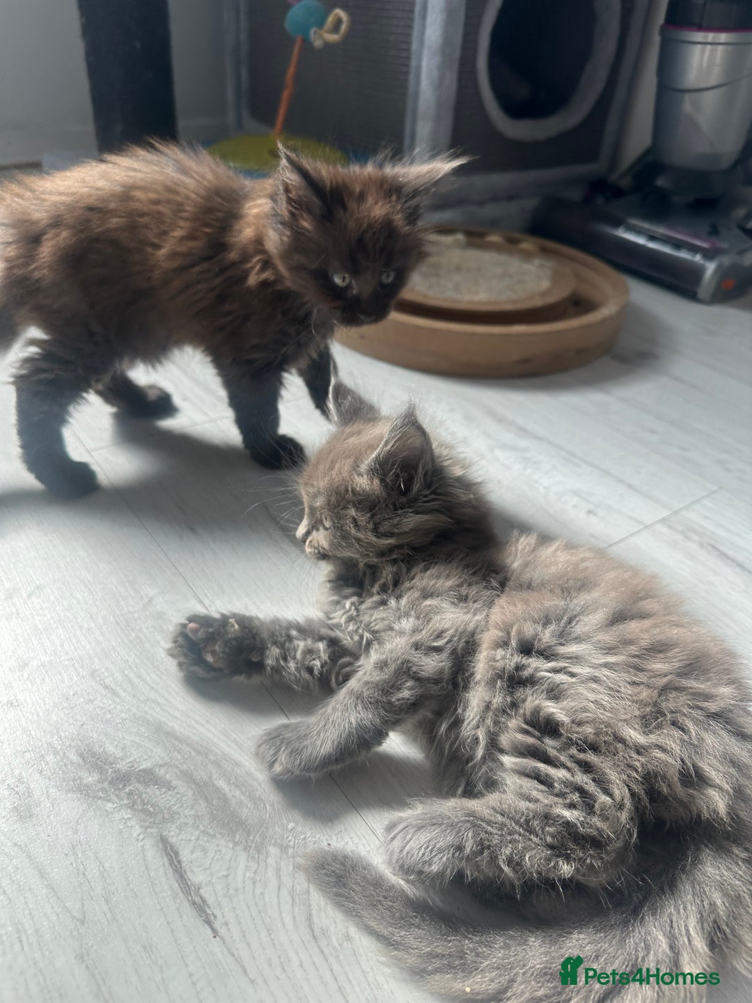 Maine Coon cats for sale: Maincoon kittens  - Image 6