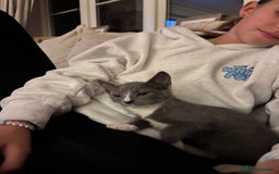 Domestic Shorthair cats for sale: COLIN - Gorgeous little boy kitten  - Image 4