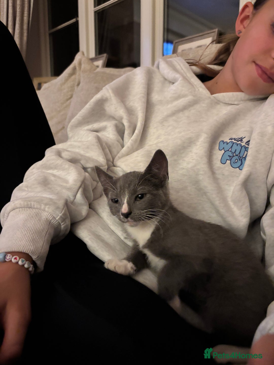 Domestic Shorthair cats for sale: COLIN - Gorgeous little boy kitten  - Image 4