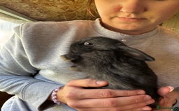 Mini Lop rabbits for sale: Mini lops - Image 1