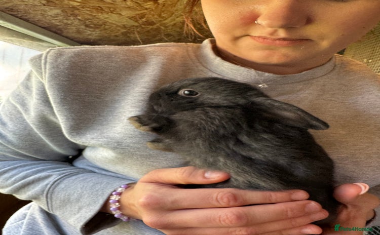 Mini Lop rabbits - Advert 1