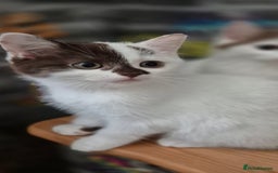 Munchkin cats for sale: Munchkin kittens ready for reservations or collect - Image 3