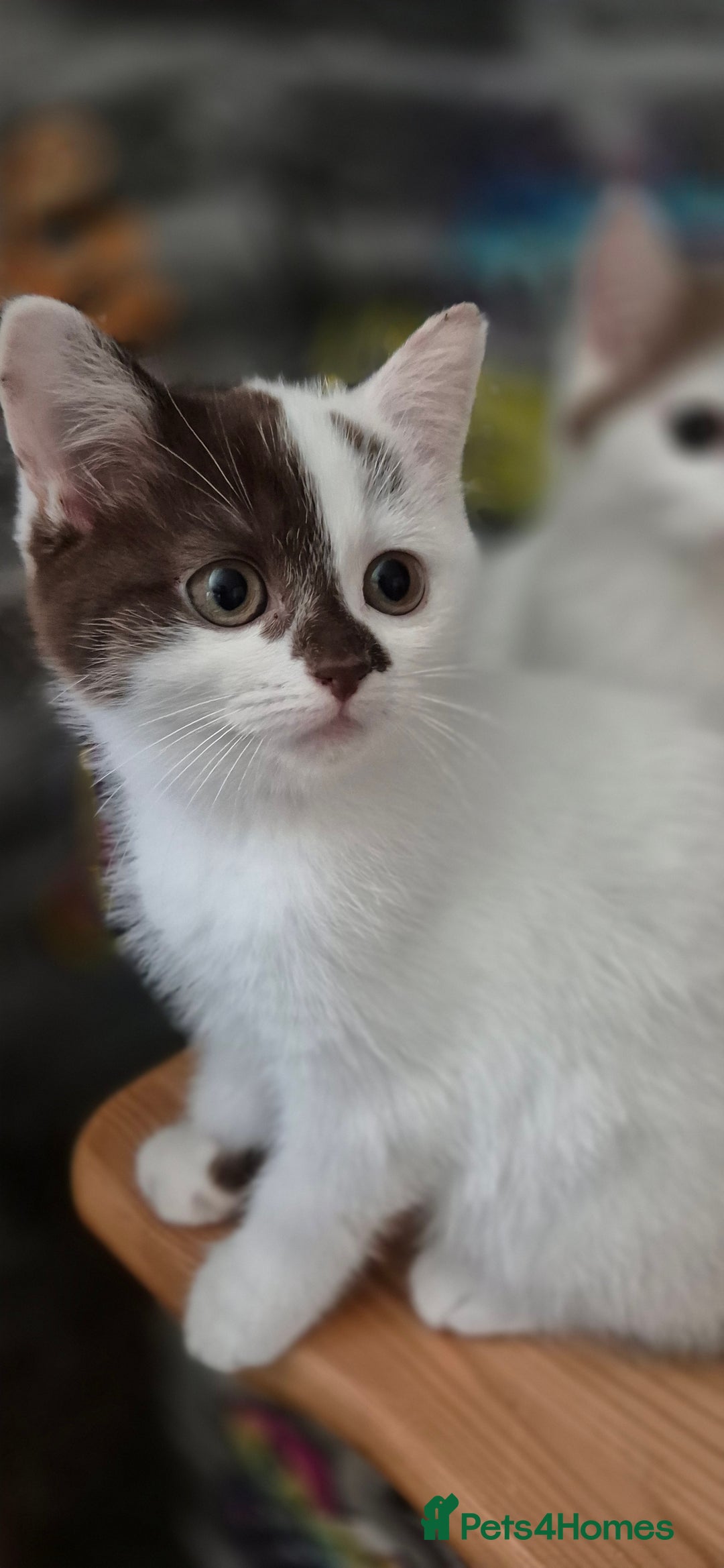Munchkin cats for sale: Munchkin kittens ready for reservations or collect - Image 3