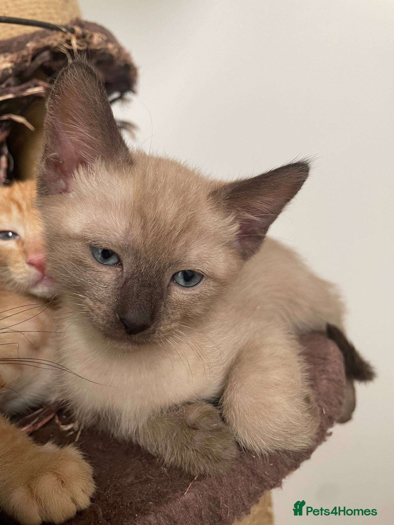 Mixed Breed cats Oriental x sphynx - Advert 2