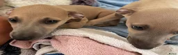 Mixed Breed dogs for sale: Stunning Wiggy’s Italian greyhound x whippet  - Advert 32
