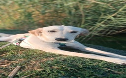 Labrador Retriever dogs for adoption: Blondie - Image 5