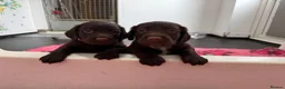 Sprocker dogs for sale: Sprocker spaniel puppies health tested parentage in Lytham Saint Annes - Advert 17