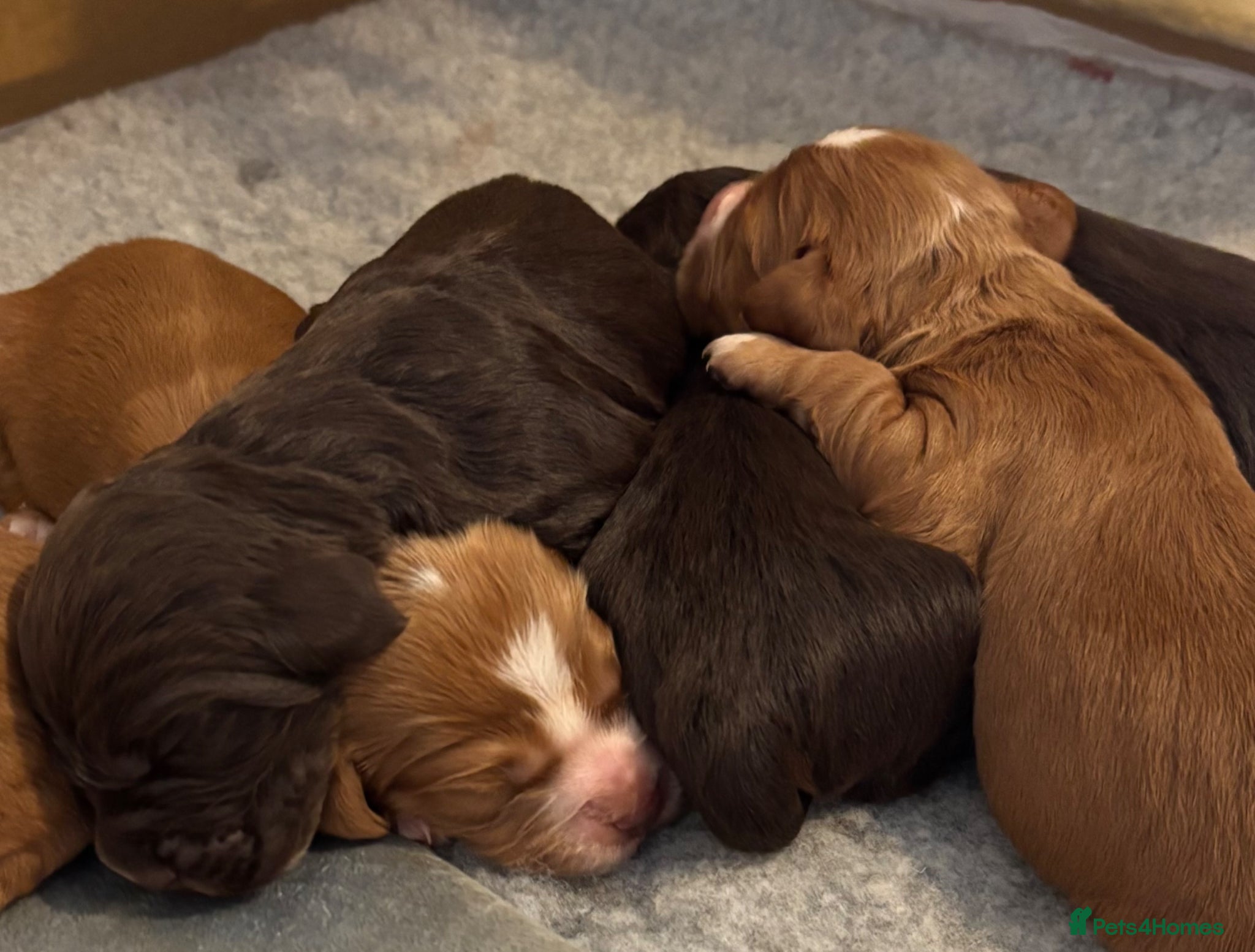 Cocker Spaniel dogs Working line Cocker Spaniels  - Advert 1
