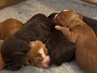 Cocker Spaniel dogs Working line Cocker Spaniels - Advert 1