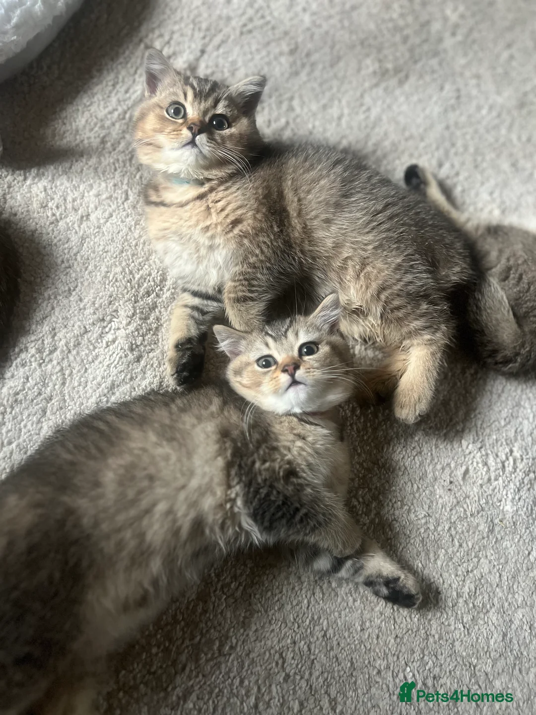 British Shorthair cats for sale: 4 Beautiful British Shorthair Kittens for Sale - Advert 8
