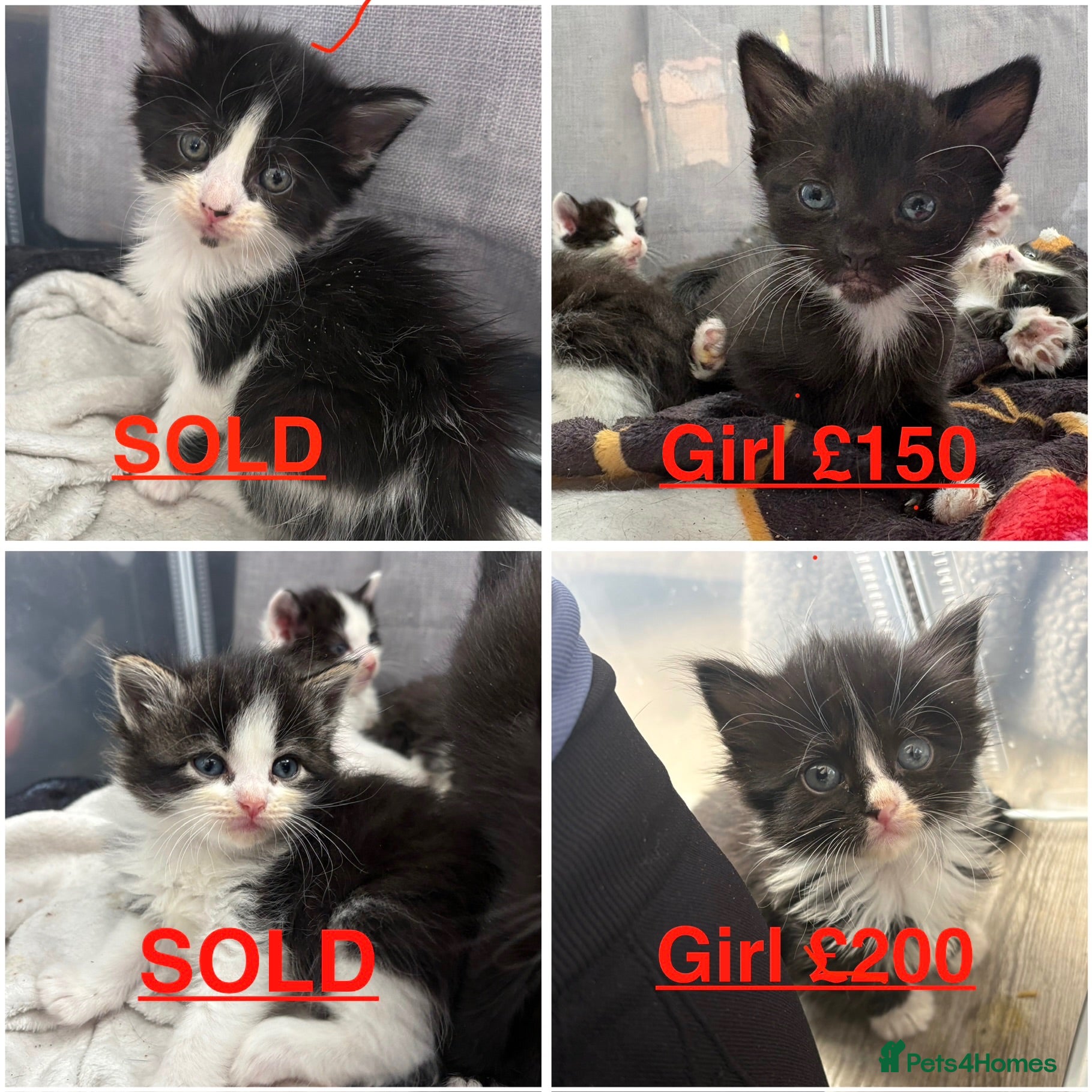 Mixed Breed cats RAGDOLL X kittens - Advert 1
