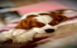 Cavalier King Charles Spaniel dogs for sale: 1 yr old Cavalier King Charles-Loving Home Needed - Advert 4