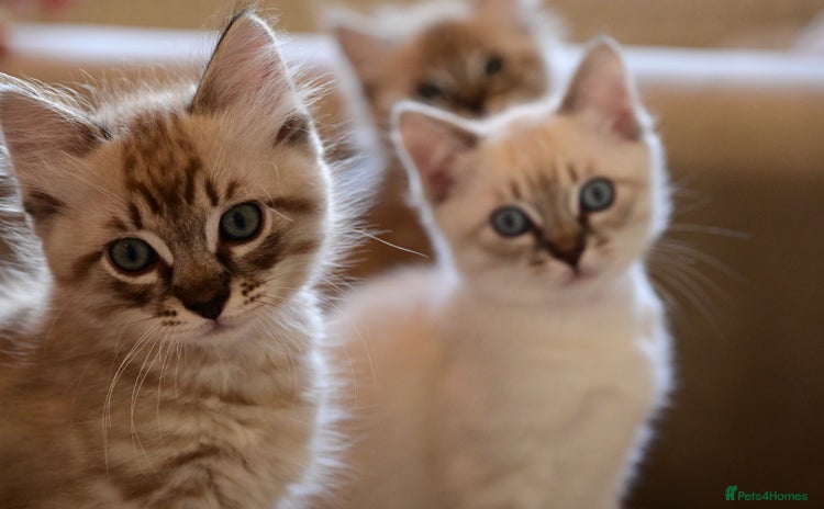 Ragdoll cats - Advert 1