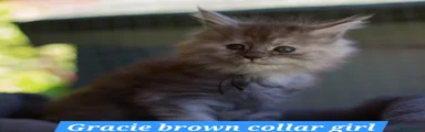 Maine Coon Kitten 8