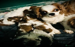 Cava Tzu dogs for sale: 4 stunning cavatzu puppies for sale  - Image 5