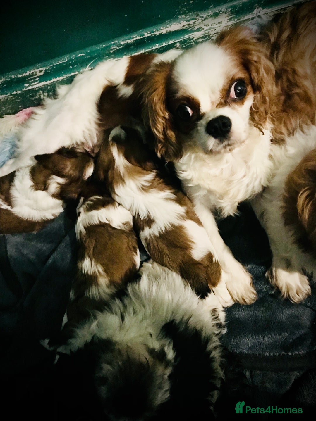Cava Tzu dogs for sale: 4 stunning cavatzu puppies for sale  - Image 5