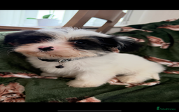 Shih Tzu dogs for sale: Shih tzu puppy’s  - Image 12