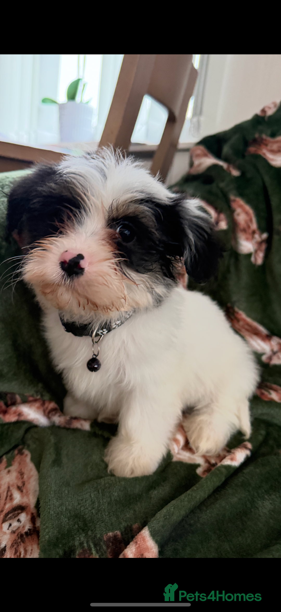 Shih Tzu dogs for sale: Shih tzu puppy’s  - Image 12