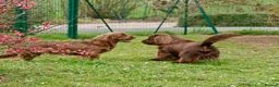 Sussex Spaniel dogs for sale: Sussex Spaniel Puppies Ready  in Pwllheli - Advert 18
