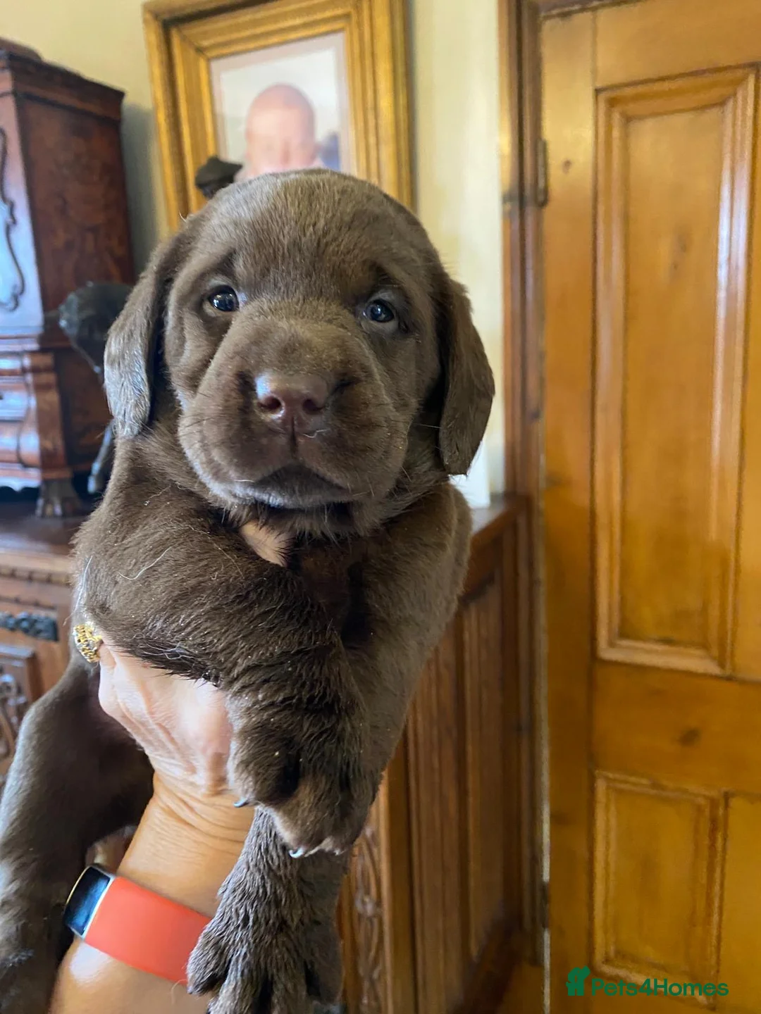 Labrador Retriever dogs for sale: Quality Chocolate Labrador Pups, KC Reg. Ready 7/3 - Advert 5