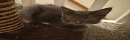Mixed Breed cats for sale: 5 Gorgeous Grey Galoofs  - Advert 8