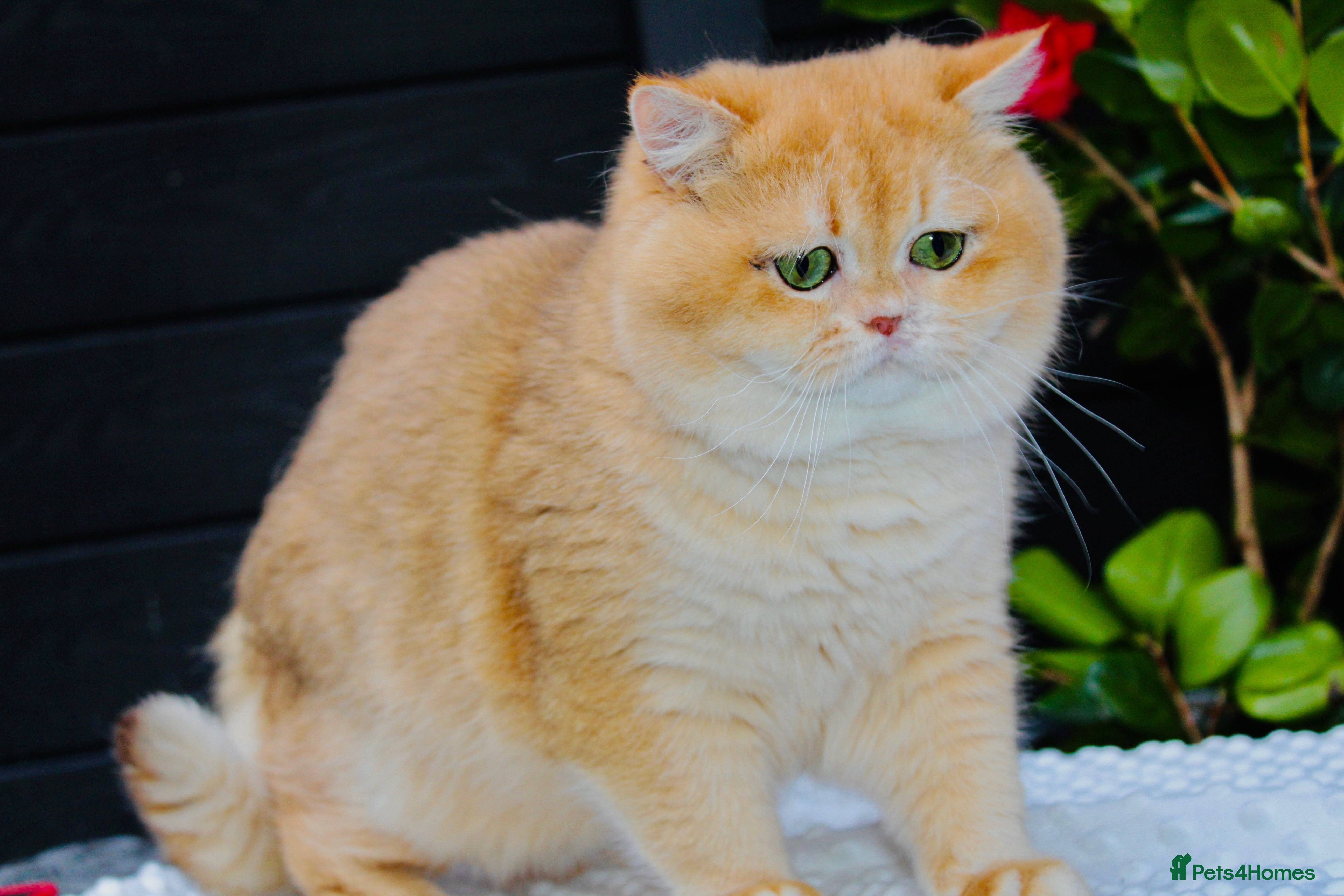 British Shorthair cats Gorgeous boy For Stud ny12, Longhair gens in Northampton - Advert 1