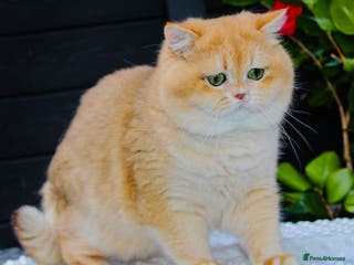 British Shorthair cats Gorgeous boy For Stud ny12, Longhair gens in Northampton - Advert 11