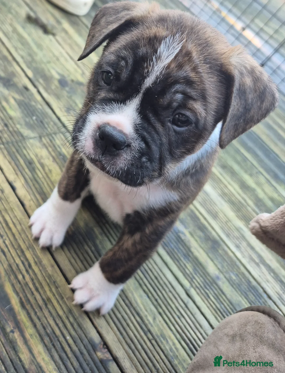 Mixed Breed dogs for sale: !!Ready to go!! staffie cross french bulldog - Advert 20
