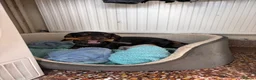 Dachshund dogs for sale: Scotty re homing  - Advert 2
