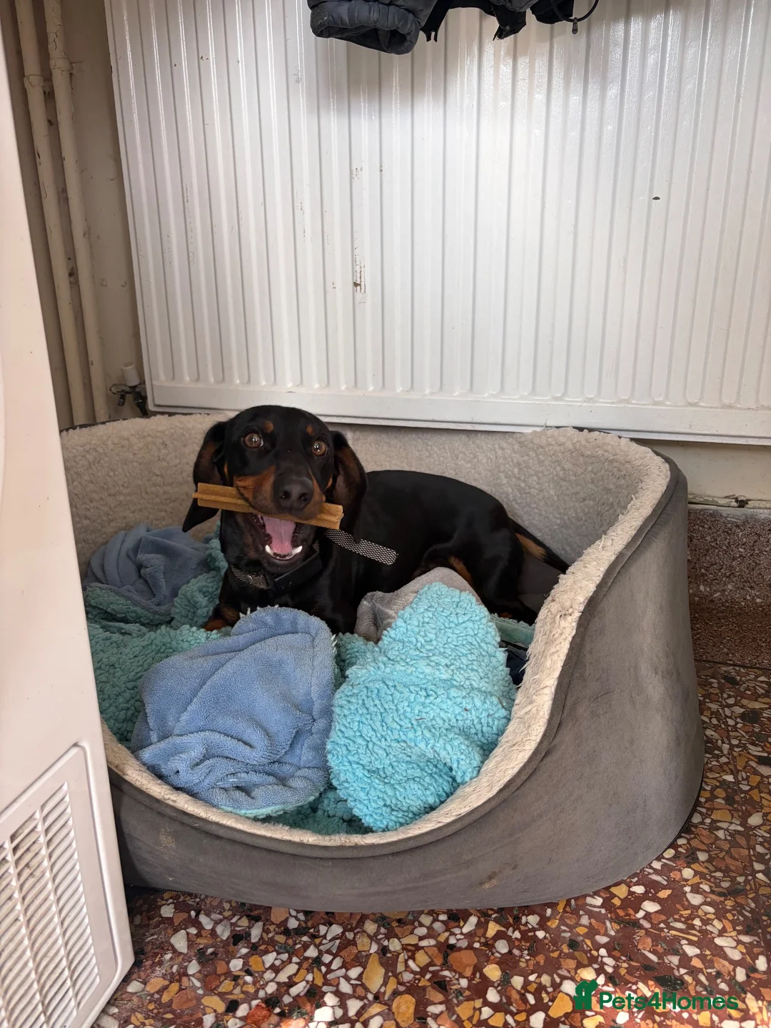 Dachshund dogs for sale: Scotty re homing  - Advert 2